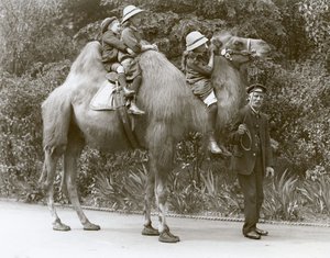 Balade à dos de chameau de Bactriane avec gardien et trois enfants au zoo de Londres, mai 1914